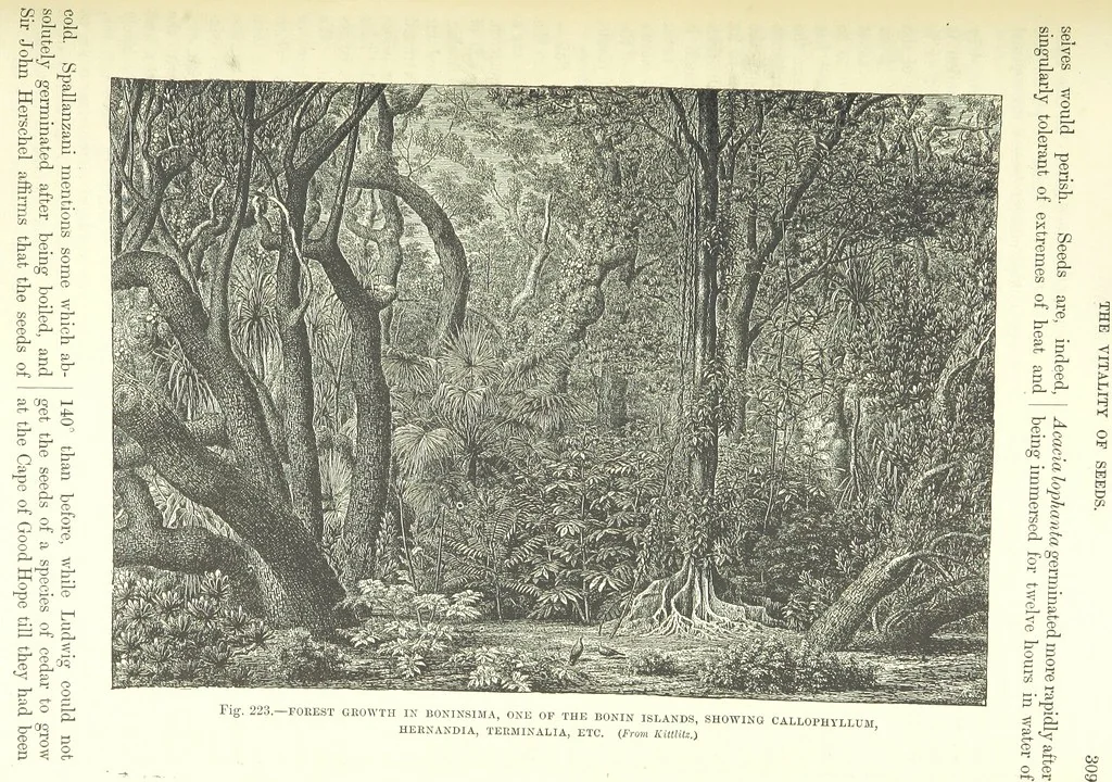 An illustration from Our Earth and its Story: a popular treatise on physical geography. Edited by R. Brown. With ... coloured plates and maps, etc, 1893, leaf 753