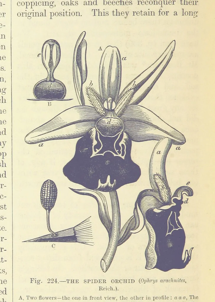 An illustration from Our Earth and its Story: a popular treatise on physical geography. Edited by R. Brown. With ... coloured plates and maps, etc, 1893, leaf 756