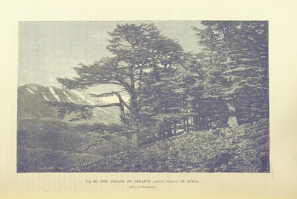 An illustration from Our Earth and its Story: a popular treatise on physical geography. Edited by R. Brown. With ... coloured plates and maps, etc, 1893, leaf 760