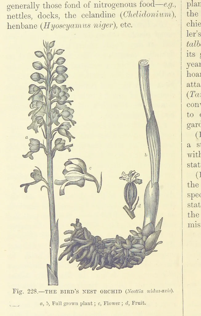 An illustration from Our Earth and its Story: a popular treatise on physical geography. Edited by R. Brown. With ... coloured plates and maps, etc, 1893, leaf 764