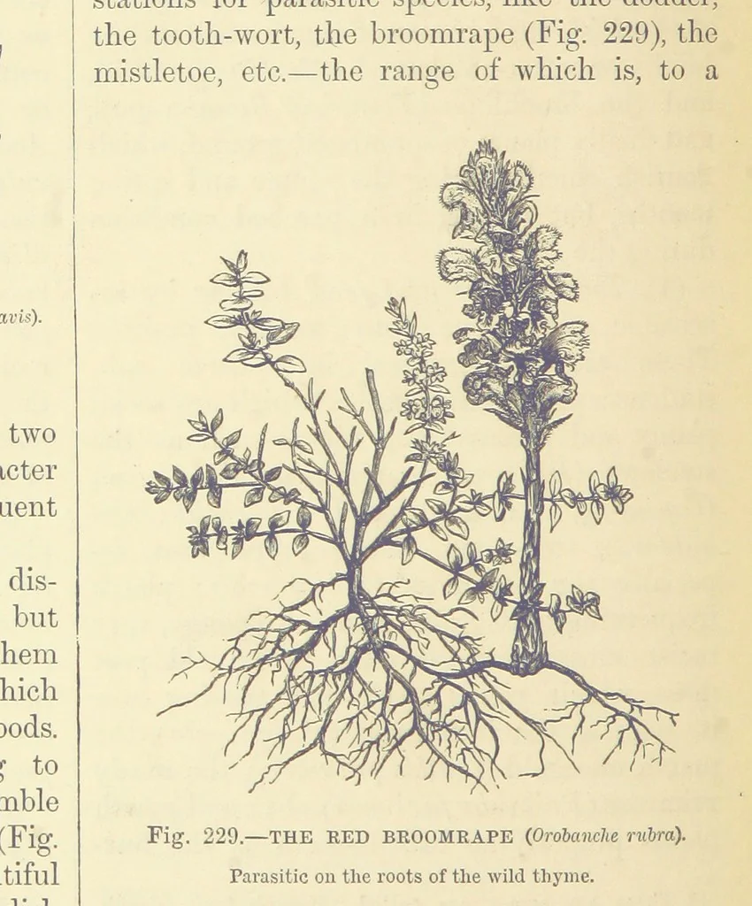 An illustration from Our Earth and its Story: a popular treatise on physical geography. Edited by R. Brown. With ... coloured plates and maps, etc, 1893, leaf 764