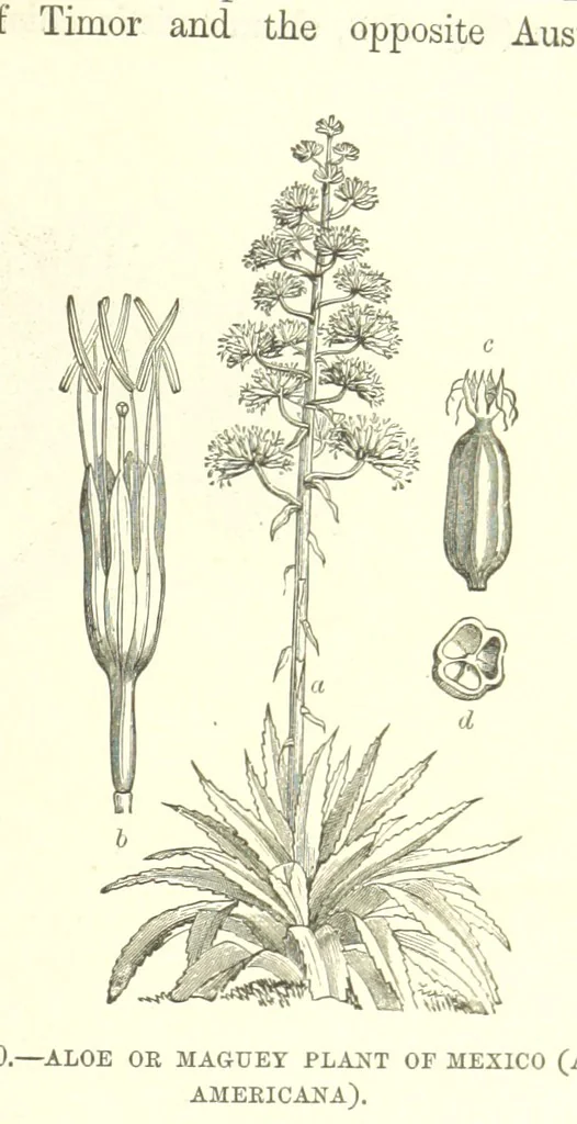 An illustration from Our Earth and its Story: a popular treatise on physical geography. Edited by R. Brown. With ... coloured plates and maps, etc, 1893, leaf 767