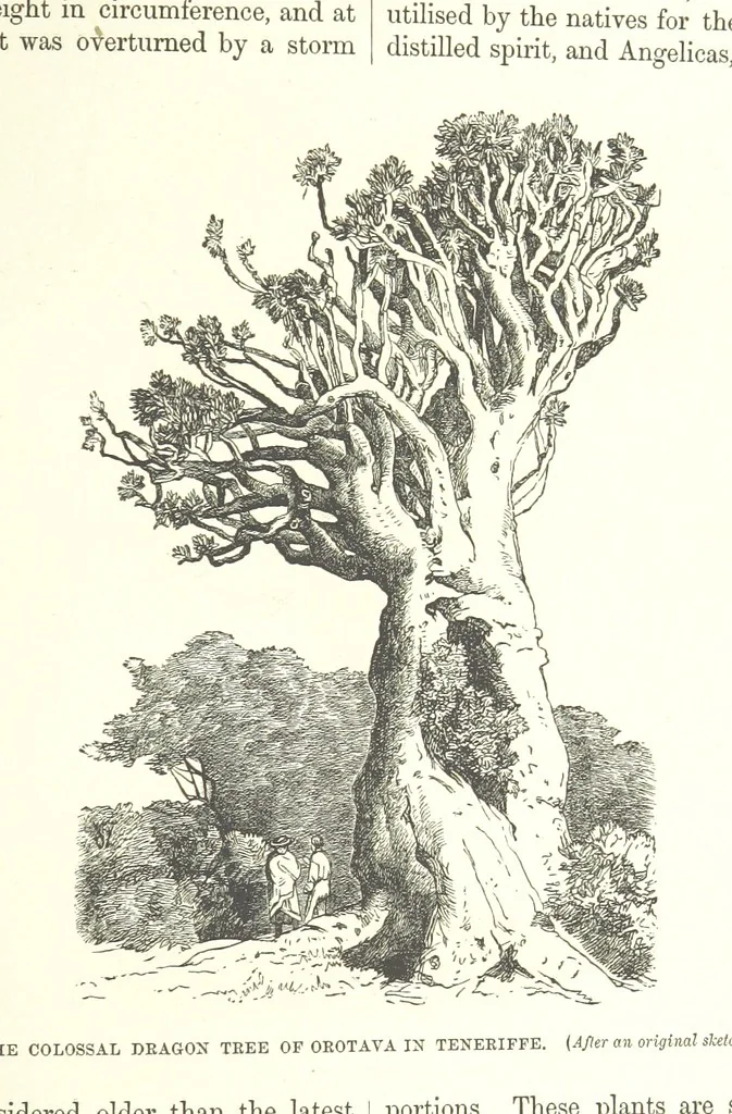An illustration from Our Earth and its Story: a popular treatise on physical geography. Edited by R. Brown. With ... coloured plates and maps, etc, 1893, leaf 769