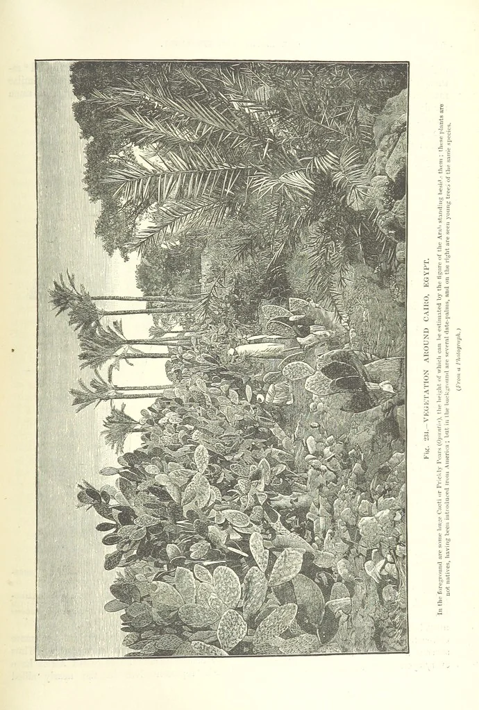 An illustration from Our Earth and its Story: a popular treatise on physical geography. Edited by R. Brown. With ... coloured plates and maps, etc, 1893, leaf 771