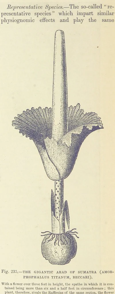 An illustration from Our Earth and its Story: a popular treatise on physical geography. Edited by R. Brown. With ... coloured plates and maps, etc, 1893, leaf 772