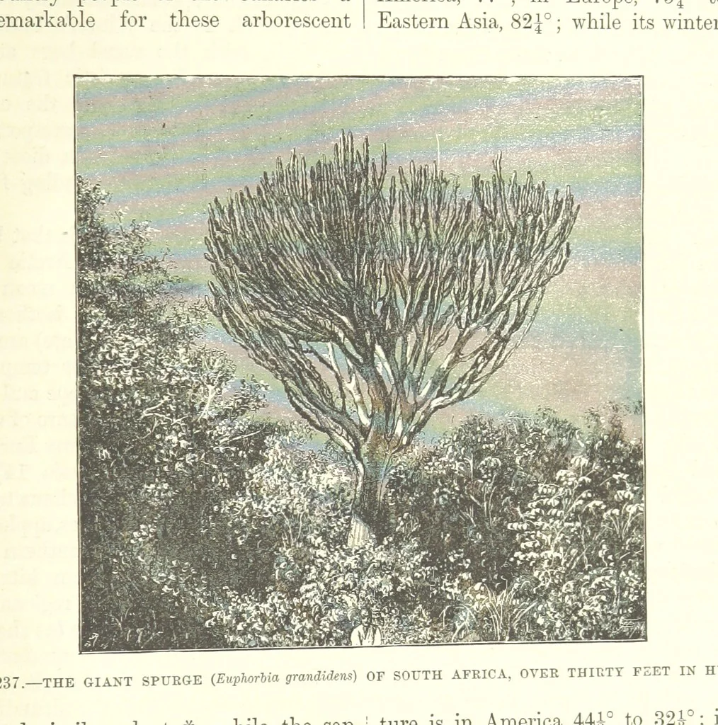 An illustration from Our Earth and its Story: a popular treatise on physical geography. Edited by R. Brown. With ... coloured plates and maps, etc, 1893, leaf 775