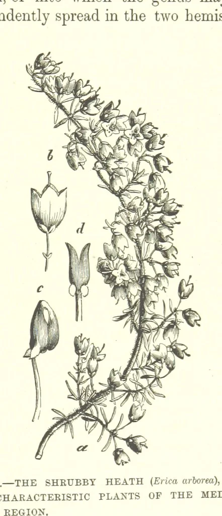 An illustration from Our Earth and its Story: a popular treatise on physical geography. Edited by R. Brown. With ... coloured plates and maps, etc, 1893, leaf 787