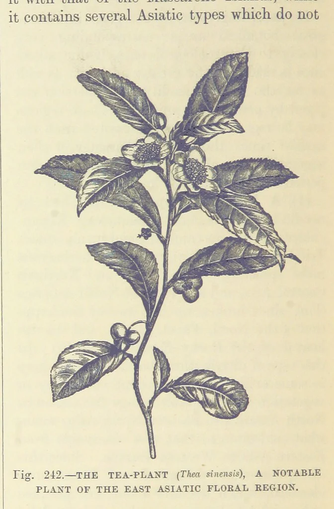 An illustration from Our Earth and its Story: a popular treatise on physical geography. Edited by R. Brown. With ... coloured plates and maps, etc, 1893, leaf 788