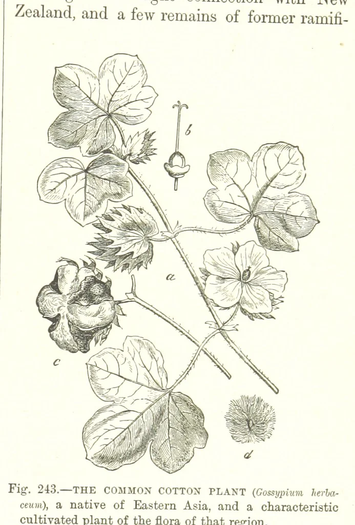 An illustration from Our Earth and its Story: a popular treatise on physical geography. Edited by R. Brown. With ... coloured plates and maps, etc, 1893, leaf 789