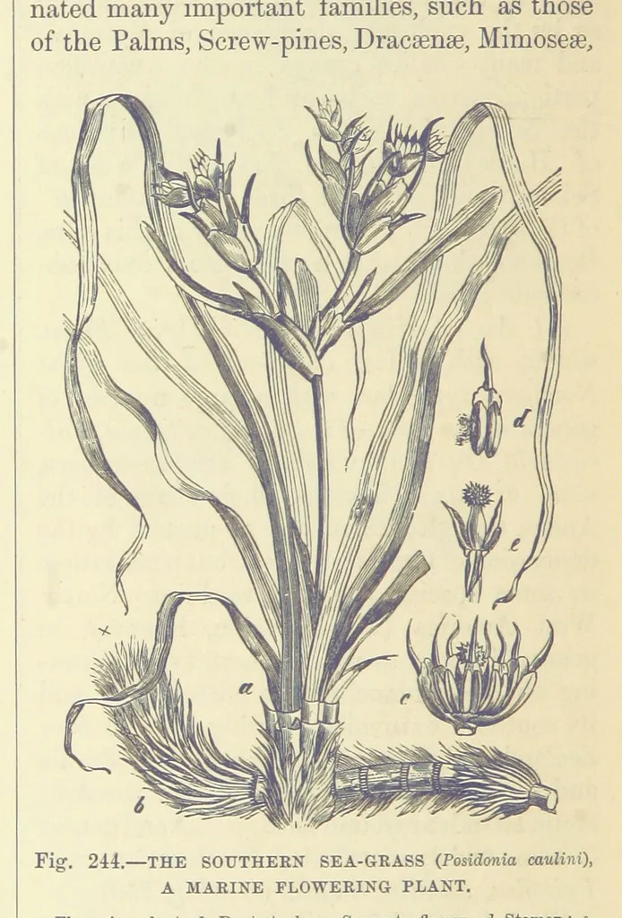An illustration from Our Earth and its Story: a popular treatise on physical geography. Edited by R. Brown. With ... coloured plates and maps, etc, 1893, leaf 790