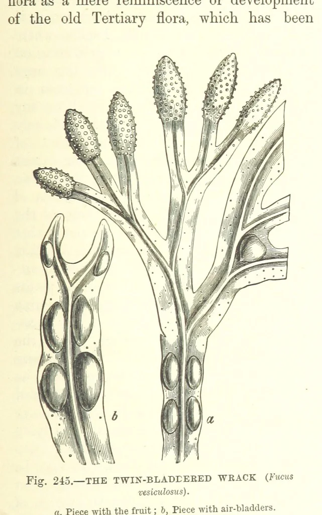An illustration from Our Earth and its Story: a popular treatise on physical geography. Edited by R. Brown. With ... coloured plates and maps, etc, 1893, leaf 791