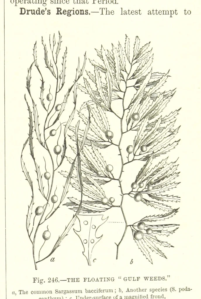An illustration from Our Earth and its Story: a popular treatise on physical geography. Edited by R. Brown. With ... coloured plates and maps, etc, 1893, leaf 791