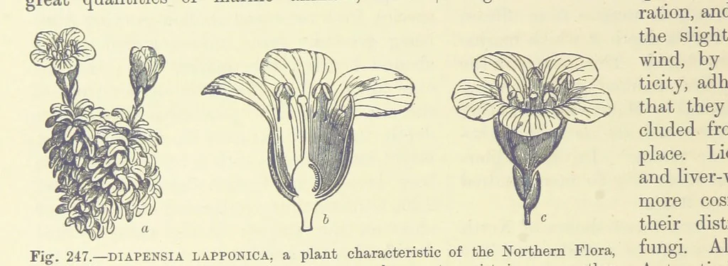 An illustration from Our Earth and its Story: a popular treatise on physical geography. Edited by R. Brown. With ... coloured plates and maps, etc, 1893, leaf 794