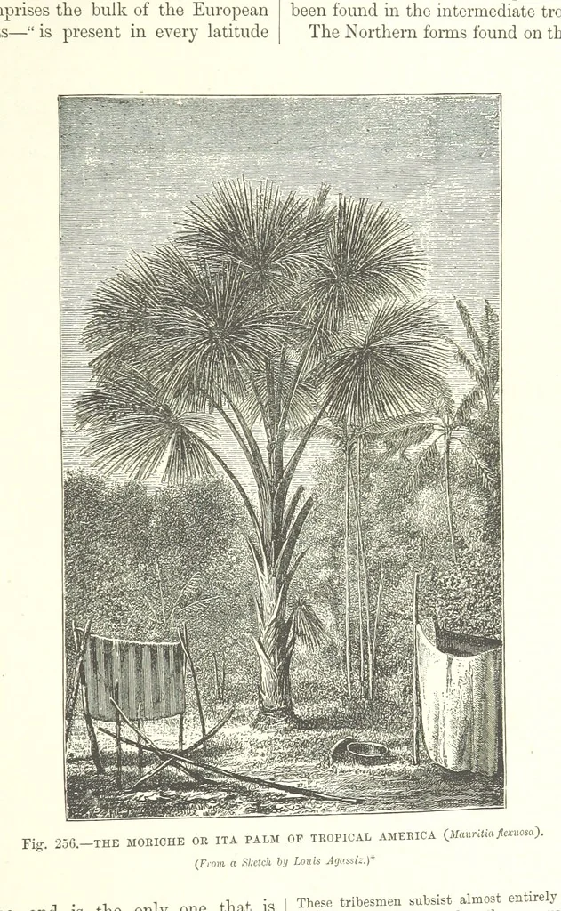 An illustration from Our Earth and its Story: a popular treatise on physical geography. Edited by R. Brown. With ... coloured plates and maps, etc, 1893, leaf 811