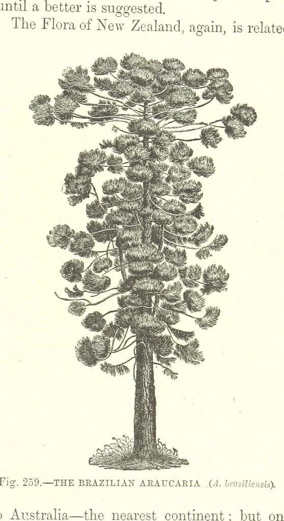 An illustration from Our Earth and its Story: a popular treatise on physical geography. Edited by R. Brown. With ... coloured plates and maps, etc, 1893, leaf 817