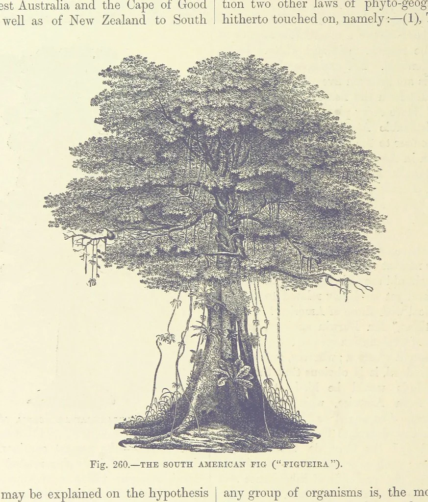 An illustration from Our Earth and its Story: a popular treatise on physical geography. Edited by R. Brown. With ... coloured plates and maps, etc, 1893, leaf 818