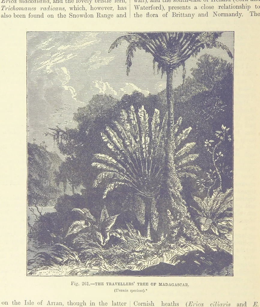An illustration from Our Earth and its Story: a popular treatise on physical geography. Edited by R. Brown. With ... coloured plates and maps, etc, 1893, leaf 820