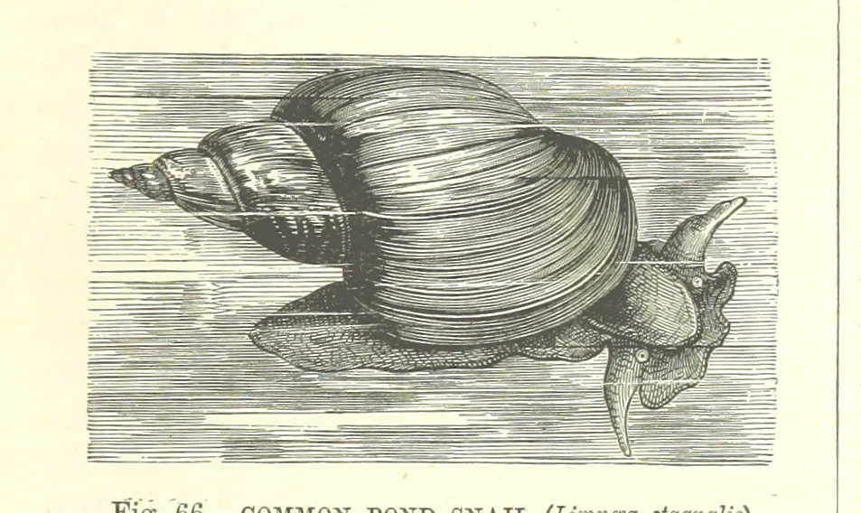 An illustration from Our Earth and its Story: a popular treatise on physical geography. Edited by R. Brown. With ... coloured plates and maps, etc, 1893, leaf 101
