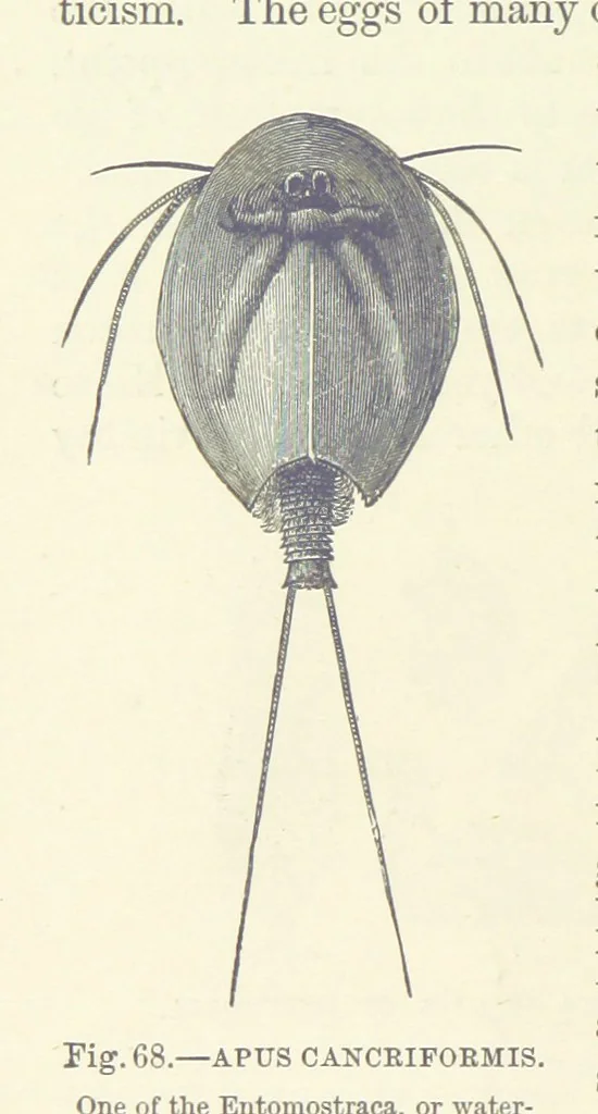 An illustration from Our Earth and its Story: a popular treatise on physical geography. Edited by R. Brown. With ... coloured plates and maps, etc, 1893, leaf 102