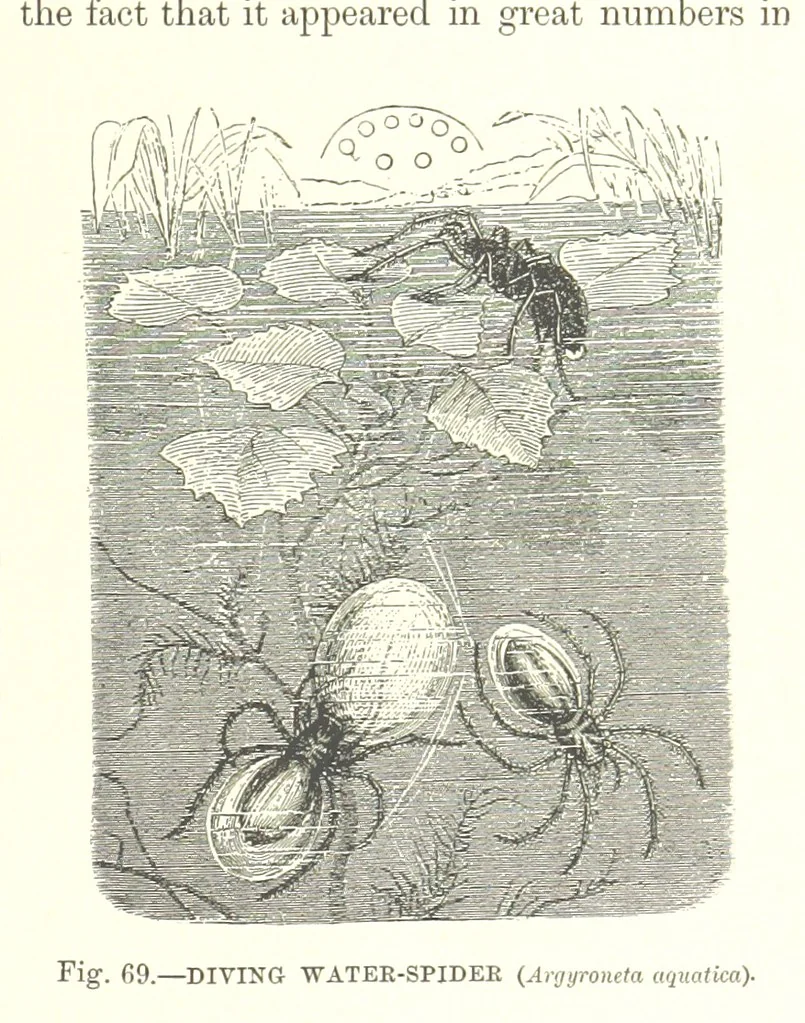 An illustration from Our Earth and its Story: a popular treatise on physical geography. Edited by R. Brown. With ... coloured plates and maps, etc, 1893, leaf 103