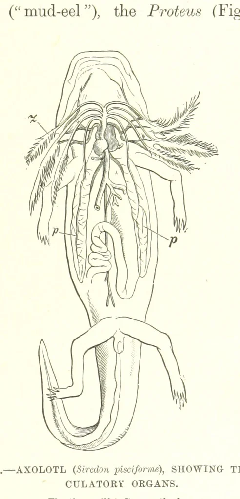 An illustration from Our Earth and its Story: a popular treatise on physical geography. Edited by R. Brown. With ... coloured plates and maps, etc, 1893, leaf 105