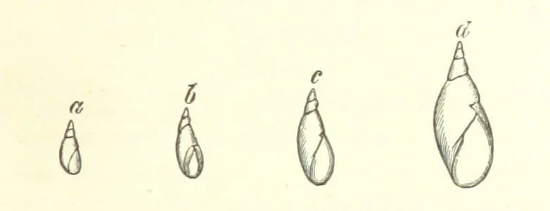 An illustration from Our Earth and its Story: a popular treatise on physical geography. Edited by R. Brown. With ... coloured plates and maps, etc, 1893, leaf 105