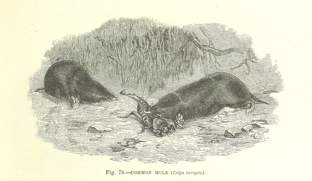 An illustration from Our Earth and its Story: a popular treatise on physical geography. Edited by R. Brown. With ... coloured plates and maps, etc, 1893, leaf 109