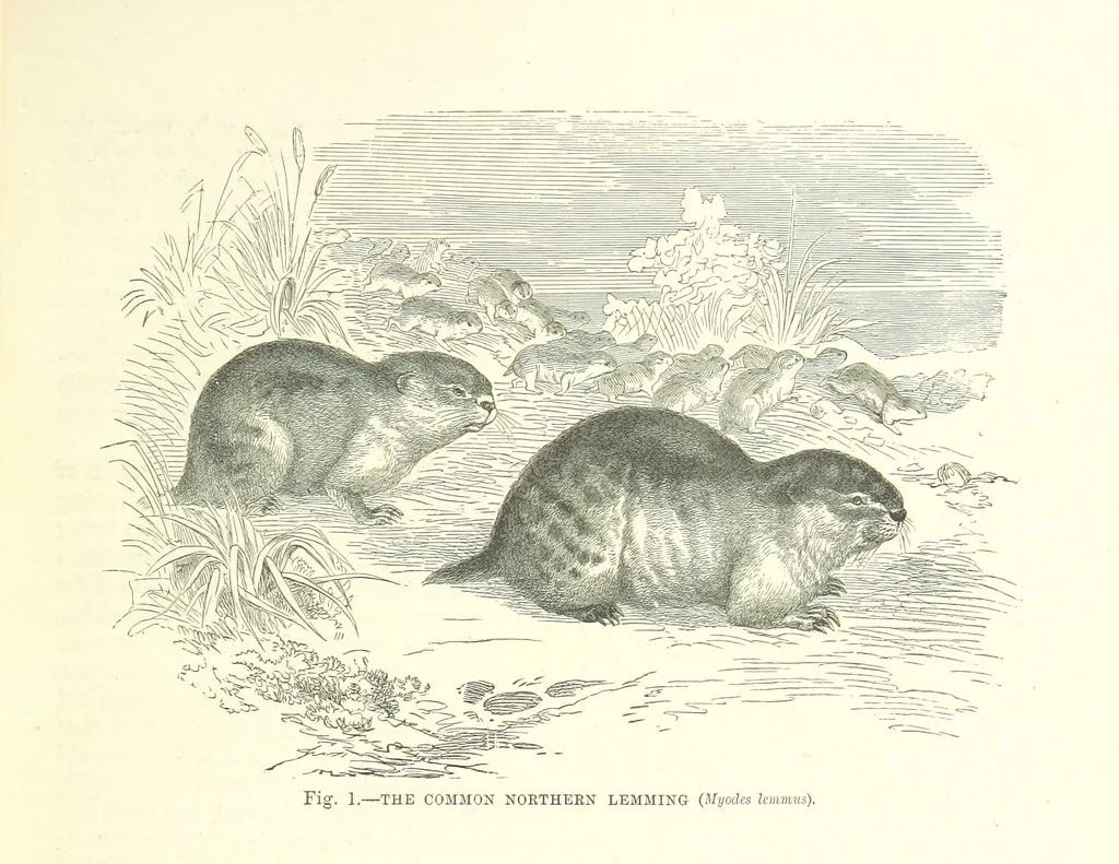 An illustration from Our Earth and its Story: a popular treatise on physical geography. Edited by R. Brown. With ... coloured plates and maps, etc, 1893, leaf 11