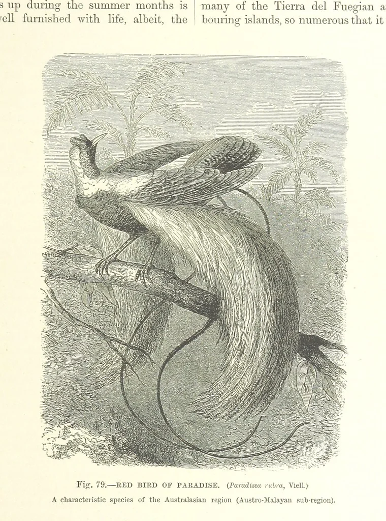 An illustration from Our Earth and its Story: a popular treatise on physical geography. Edited by R. Brown. With ... coloured plates and maps, etc, 1893, leaf 111