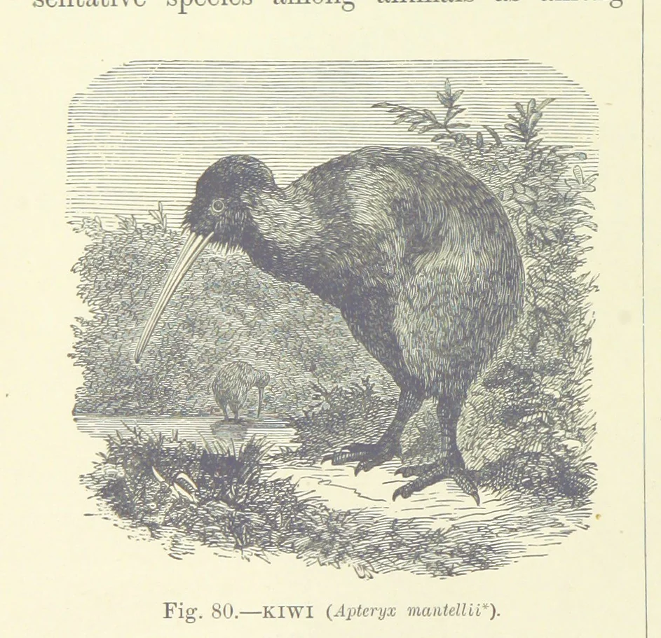 An illustration from Our Earth and its Story: a popular treatise on physical geography. Edited by R. Brown. With ... coloured plates and maps, etc, 1893, leaf 112