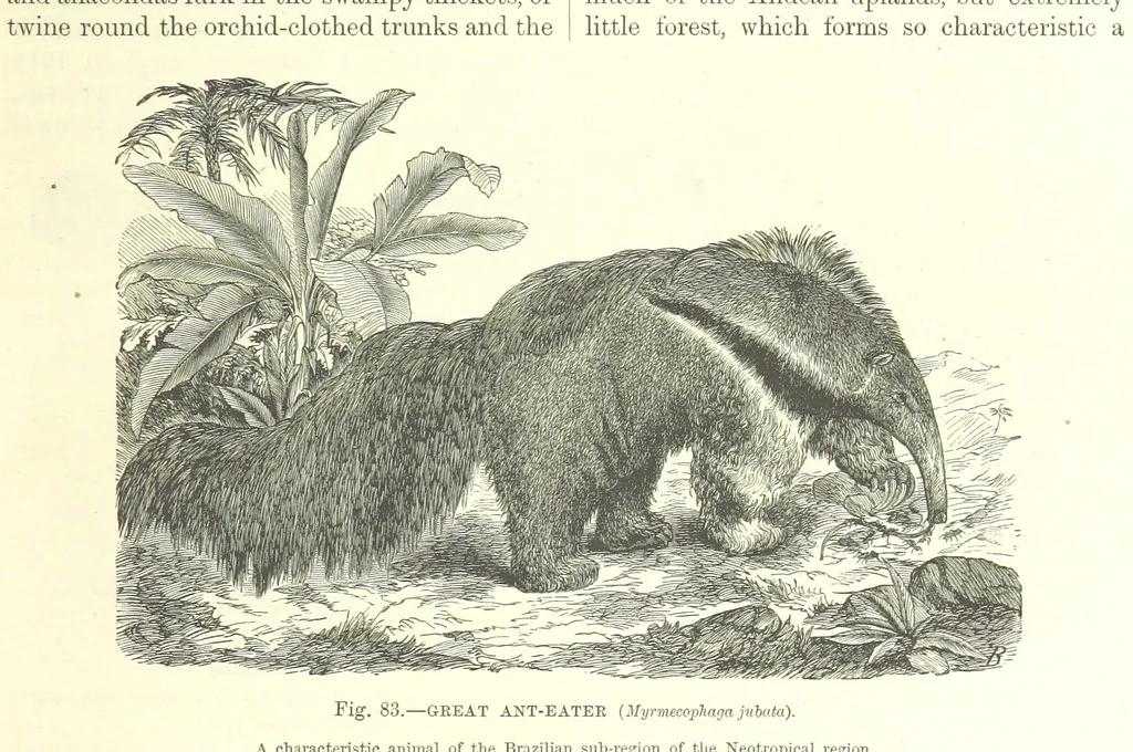 An illustration from Our Earth and its Story: a popular treatise on physical geography. Edited by R. Brown. With ... coloured plates and maps, etc, 1893, leaf 121