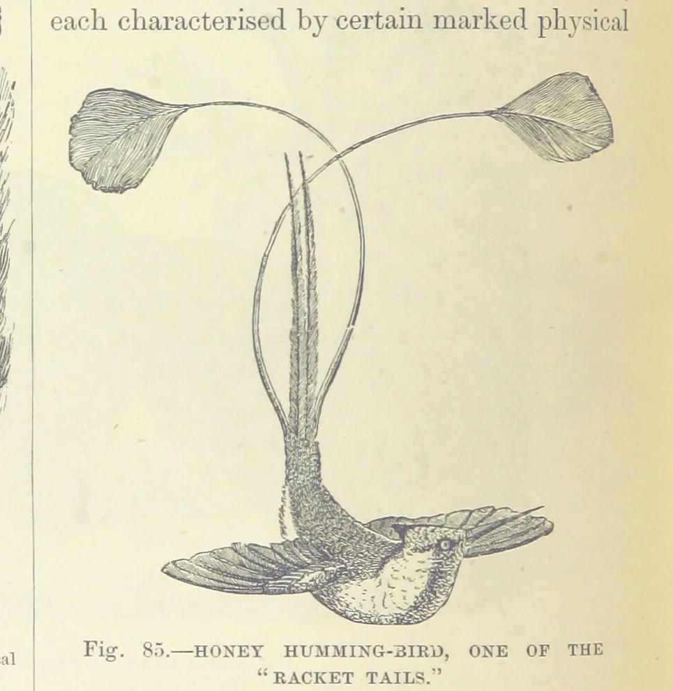 An illustration from Our Earth and its Story: a popular treatise on physical geography. Edited by R. Brown. With ... coloured plates and maps, etc, 1893, leaf 122