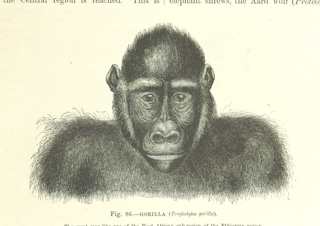 An illustration from Our Earth and its Story: a popular treatise on physical geography. Edited by R. Brown. With ... coloured plates and maps, etc, 1893, leaf 123