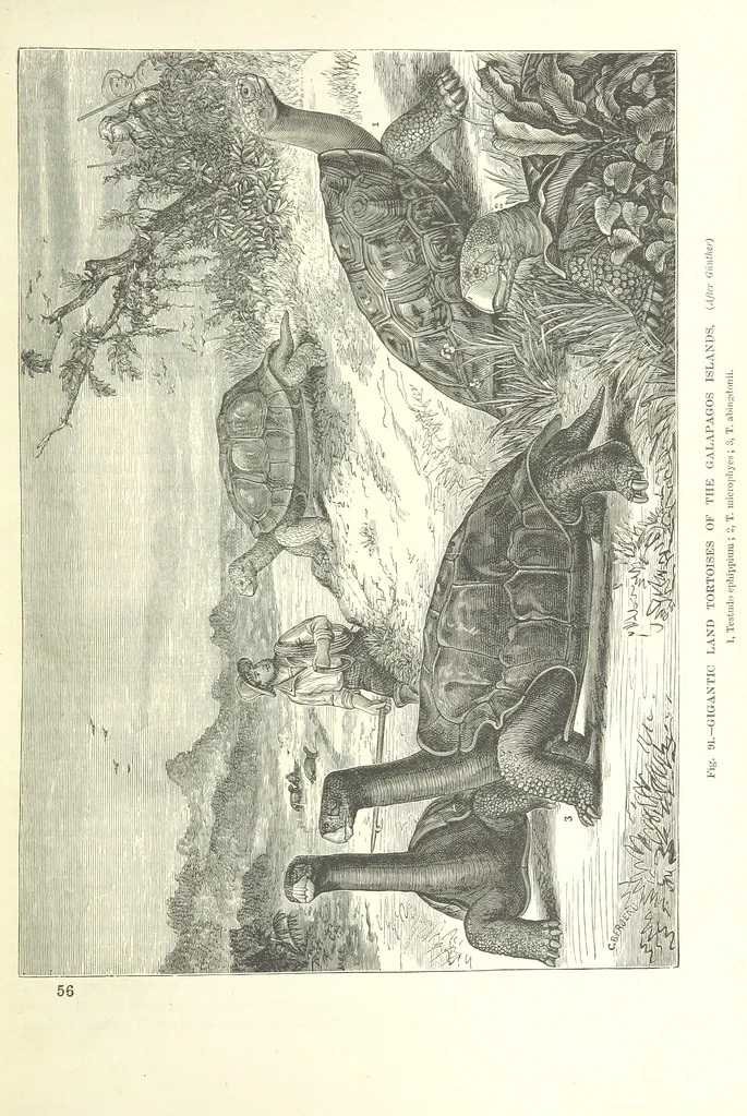 An illustration from Our Earth and its Story: a popular treatise on physical geography. Edited by R. Brown. With ... coloured plates and maps, etc, 1893, leaf 131