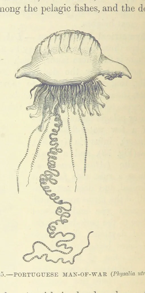 An illustration from Our Earth and its Story: a popular treatise on physical geography. Edited by R. Brown. With ... coloured plates and maps, etc, 1893, leaf 136