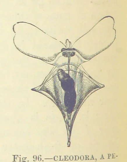 An illustration from Our Earth and its Story: a popular treatise on physical geography. Edited by R. Brown. With ... coloured plates and maps, etc, 1893, leaf 136