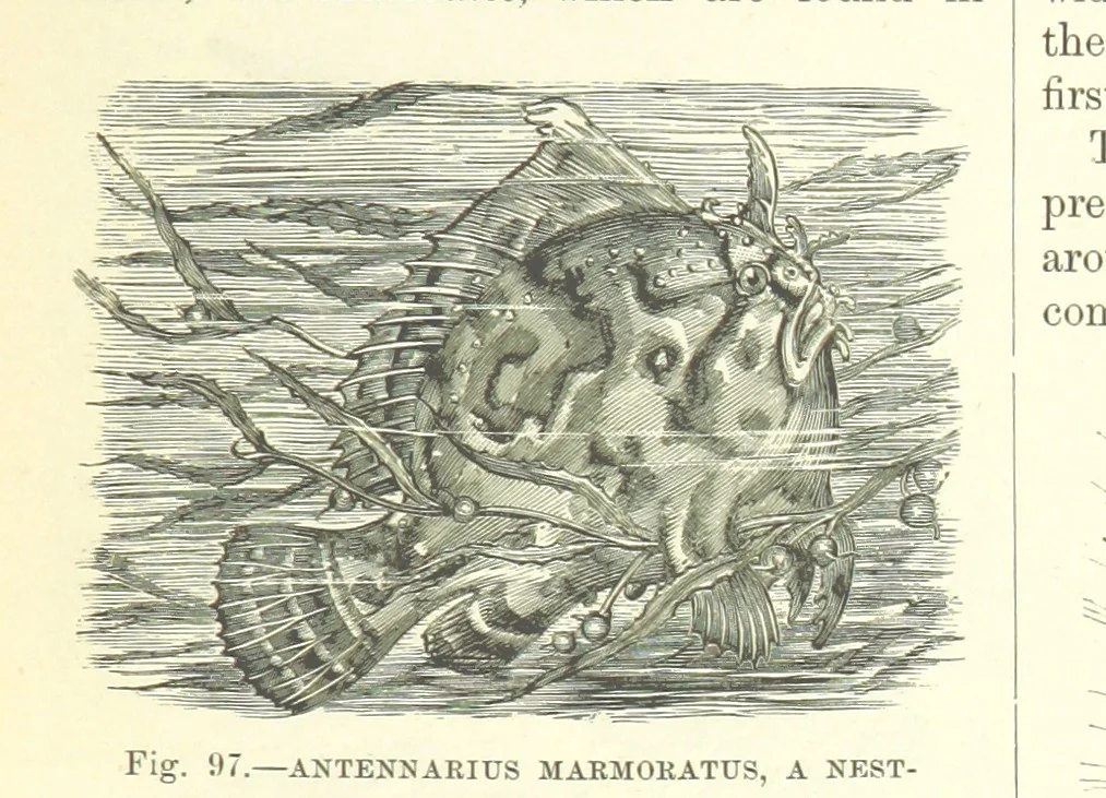 An illustration from Our Earth and its Story: a popular treatise on physical geography. Edited by R. Brown. With ... coloured plates and maps, etc, 1893, leaf 137