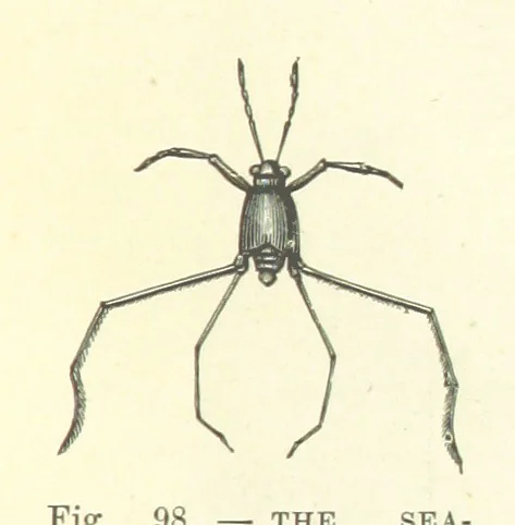 An illustration from Our Earth and its Story: a popular treatise on physical geography. Edited by R. Brown. With ... coloured plates and maps, etc, 1893, leaf 137