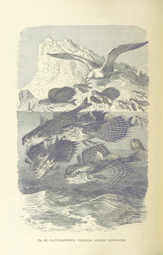 An illustration from Our Earth and its Story: a popular treatise on physical geography. Edited by R. Brown. With ... coloured plates and maps, etc, 1893, leaf 138