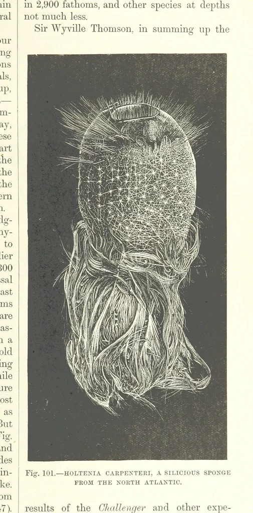 An illustration from Our Earth and its Story: a popular treatise on physical geography. Edited by R. Brown. With ... coloured plates and maps, etc, 1893, leaf 139