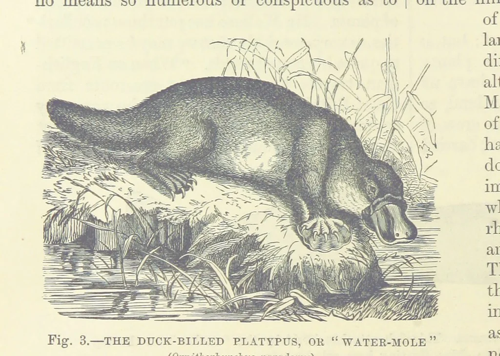 An illustration from Our Earth and its Story: a popular treatise on physical geography. Edited by R. Brown. With ... coloured plates and maps, etc, 1893, leaf 14