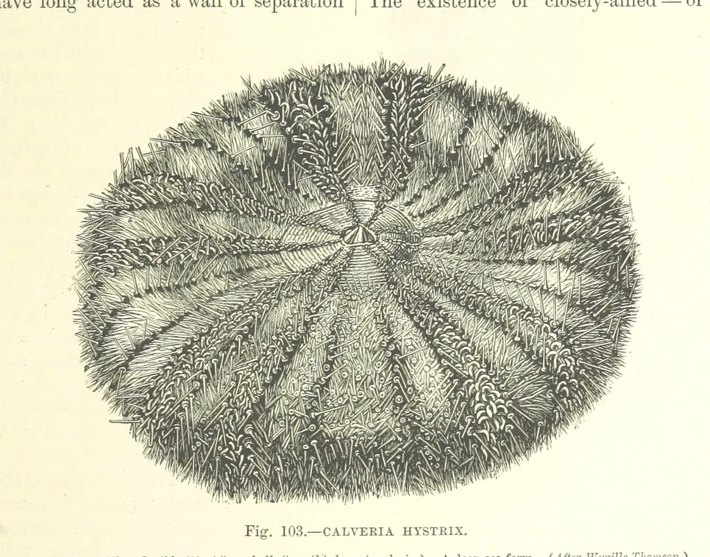 An illustration from Our Earth and its Story: a popular treatise on physical geography. Edited by R. Brown. With ... coloured plates and maps, etc, 1893, leaf 141