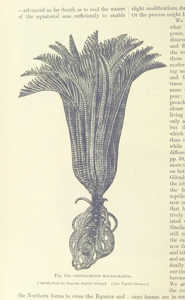 An illustration from Our Earth and its Story: a popular treatise on physical geography. Edited by R. Brown. With ... coloured plates and maps, etc, 1893, leaf 142