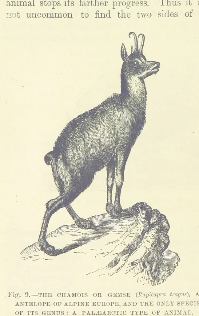 An illustration from Our Earth and its Story: a popular treatise on physical geography. Edited by R. Brown. With ... coloured plates and maps, etc, 1893, leaf 18