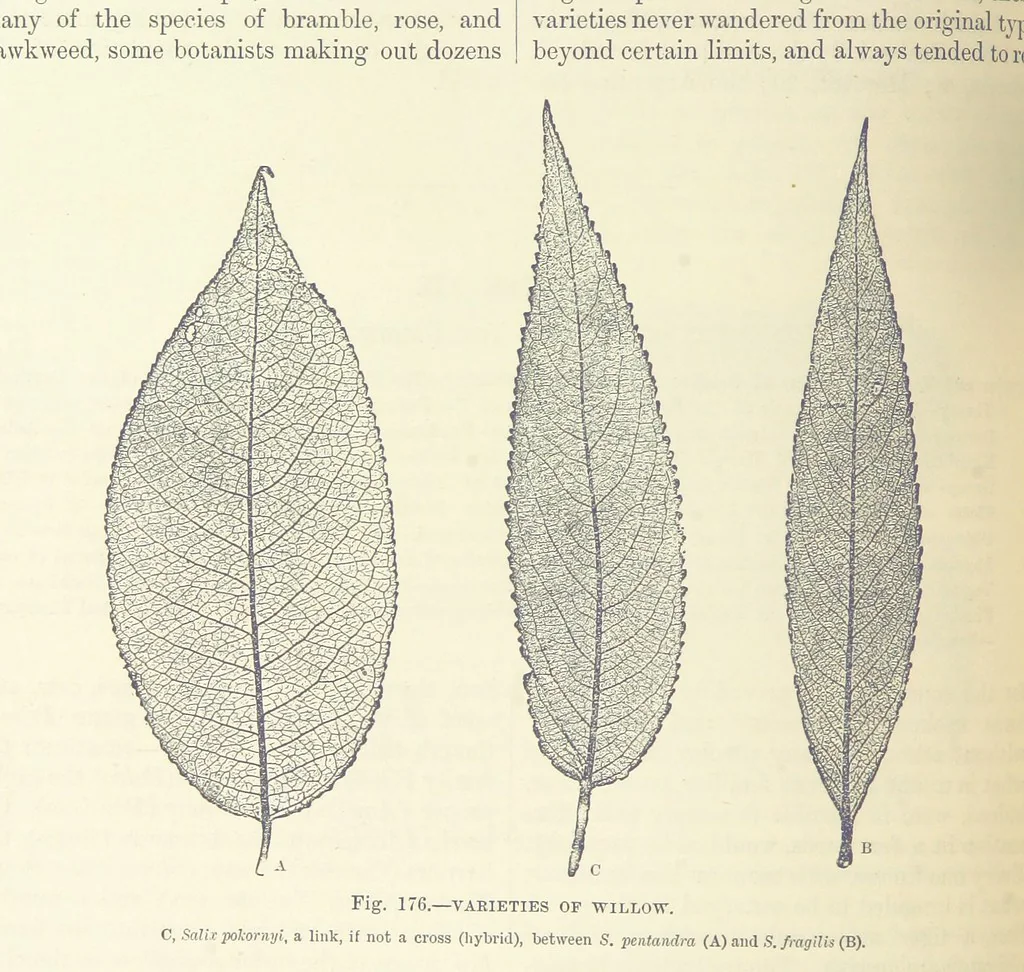 An illustration from Our Earth and its Story: a popular treatise on physical geography. Edited by R. Brown. With ... coloured plates and maps, etc, 1893, leaf 210