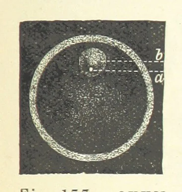 An illustration from Our Earth and its Story: a popular treatise on physical geography. Edited by R. Brown. With ... coloured plates and maps, etc, 1893, leaf 211