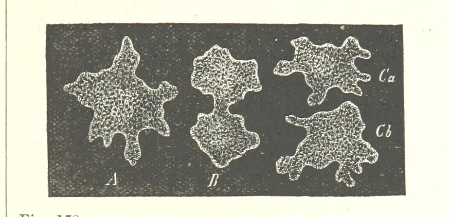 An illustration from Our Earth and its Story: a popular treatise on physical geography. Edited by R. Brown. With ... coloured plates and maps, etc, 1893, leaf 211