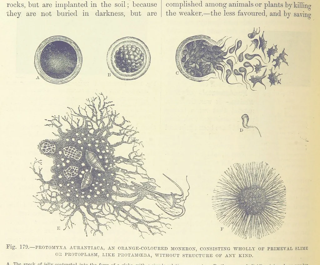 An illustration from Our Earth and its Story: a popular treatise on physical geography. Edited by R. Brown. With ... coloured plates and maps, etc, 1893, leaf 212