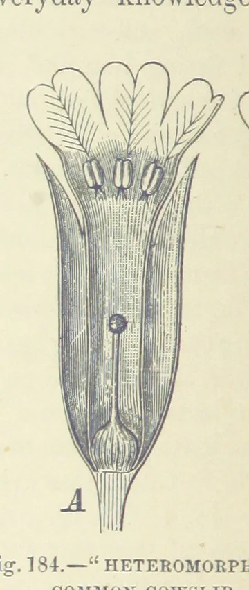 An illustration from Our Earth and its Story: a popular treatise on physical geography. Edited by R. Brown. With ... coloured plates and maps, etc, 1893, leaf 218