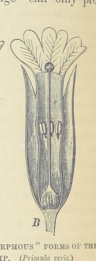 An illustration from Our Earth and its Story: a popular treatise on physical geography. Edited by R. Brown. With ... coloured plates and maps, etc, 1893, leaf 218